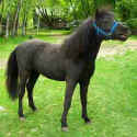 Sunrise Estate Miniature Horses - ACE OF SPADES