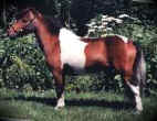 Sunrise Estate Miniature Horses - AJ