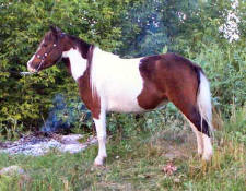 Circle J Alberta Springz