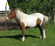 Sunrise Estate Minis - Sunrise Estates Amaretto Sunrise