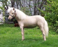 Sunrise Estate Miniature Horses - SUNRISE ESTATES SHADOWS ANGEL