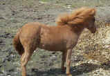 Sunrise Estate Miniature Horses - Anniversary� Special