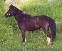 Sunrise Estate Miniature Horses - SUNRISE ESTATES&nbsp;AUTUMN JOY