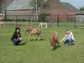 Yvonne and Yvana playing with the horses