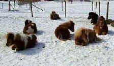 lazing in the Manitoba sun