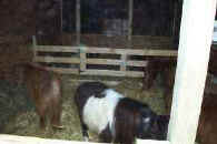 inside quarantine barn