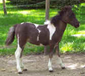 Sunrise Estate Miniature Horses - Baby Doll