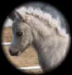Sunrise Estate Miniature Horses - BIT-O-WHITE LIGHTENING AT 1 WEEK OF AGE