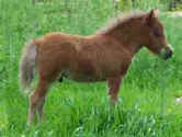 Sunrise Estate Miniature Horses - Sunrise Estates Honeybear