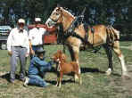Sunrise Estate Miniature Horses - These guys wondered if they really were related???