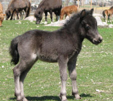 Sunrise Estate Minis - Sunrise Estates Thunders Top Gun