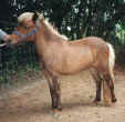 Sunrise Estate Miniature Horses - SUNRISE LIGHTNINGS BRANDI