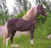 Sunrise Estate Miniature Horses - Morning Breeze