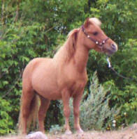 SUNRISE ESTATES NOBUDDYS FOOL aka Buddy