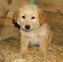 Buster - May 2008