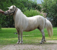 Sunrise Estate Miniature Horses - Lazy Js Lil Candi Kisses