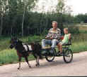 Sunrise Estate Miniature Horses - JASON & GRANDPA HAVING A CART RIDE