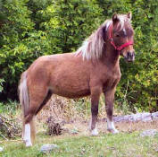 Sunrise Estate Miniature Horses - SUNRISE ESTATES TOUCH OF CLASS  'CASSIE'