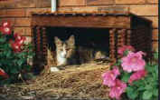 Sunrise Estate Miniature Horses - a farm is not a�farm without some cats around