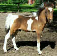 Sunrise Estate Miniature Horses - Sunrise Estates Ten Carat Diamond��