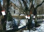 Sunrise Estate Miniature Horses  - COLLECTING SAP FOR MAPLE SYRUP