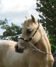 SUNRISE ESTATES LADY CONTESSA