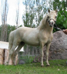 SUNRISE ESTATES LADY CONTESSA
