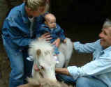 Sunrise Estate Miniature Horses - A very young cowgirl