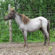 Sunrise Estate Minis - Sunrise Estates Knight Dancer
