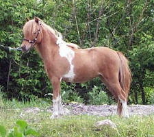 SUNRISE ESTATES DIVA ROCKETTE