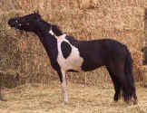 Sunrise Estate Miniature Horses - Sunrise Estates Our Dream Girl