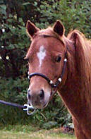 Sunrise Estate Miniature Horses - SUNRISE ESTATES DUCHESS