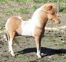 Sunrise Estate Miniature Horses - SUNRISE ESTATES DUCHESS