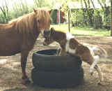 Sunrise Estate Miniature Horses - Inquisitive foal