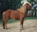 Sunrise Estate Miniature Horses - SUNRISE LIGHTNINGS DUSTY ROSE