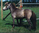 Sunrise Estate Miniature Horses - LITTLE DYNAMO