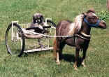 Sunrise Estate Miniature Horses - ELMO HITCHING A RIDE