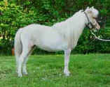 Sunrise Estate Miniature Horses - RMT Gemini Star