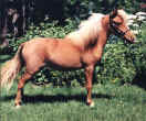 Sunrise Estate Miniature Horses - Sunrise Lightnings Diamond Gem