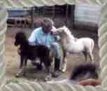 Sunrise Estate Miniature Horses - George and his little ones