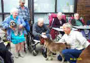 Sunrise Estate Miniature Horses - George with two minis at the Nursing Home