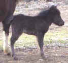 Sunrise Estate Miniature Horses - Just Beginners Luck "Ginni"