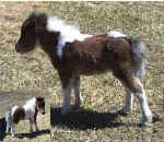Sunrise Estate Miniature Horses - Sunrise Estates Daddy's Girl