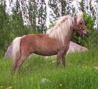 Sunrise Estate Miniature Horses - SUNRISE ESTATES&nbsp;GOLD DUST   "Goldie"