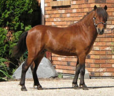 Sunrise Mini Horses - Sunrise Estates Hat Trick