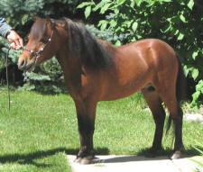 Sunrise Mini Horses - Sunrise Estates Hat Trick
