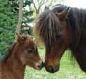 Sunrise Estate Miniature Horses - Tut with newborn Sonny