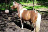 Sunrise Estate Miniature Horses - L.C.C. HONEYCOMB