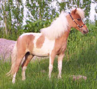 Sunrise Estate Miniature Horses -  Sunrise Estates Honeysnip 