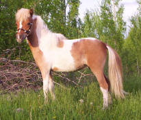 Sunrise Estate Miniature Horses -  Sunrise Estates Honeysnip 